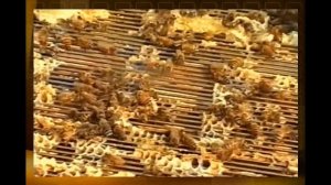 Промышленное Пчеловодство Канады.Industrial Apiculture In Canada.