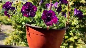 🌳Раньше было всё по другому🌷🌻🌹🌳..Всё меняется🫣