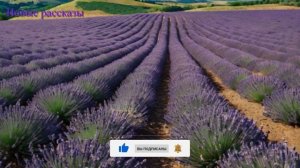 Я изощрённо проучила свекровь, которая сделала дублик