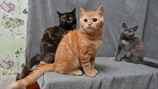 DSC_2510 смотреть онлайн