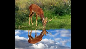 Косуля, фото и факты о животном