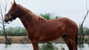 1147-2 Мерин в детский спорт
