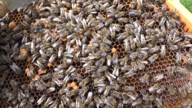 СВИЩЕВА МАТКА БУДЕТ НАЙЛУЧША ЕСЛИ СДЕЛАТЬ ЭТО... смотреть онлайн