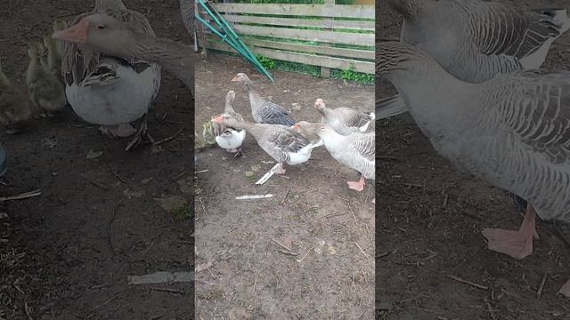 Доброе утро из деревни🏡 В  гостях у гусят и их родителей
