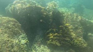 Праслин.Пляж Анс Лацио. Морские черепашки