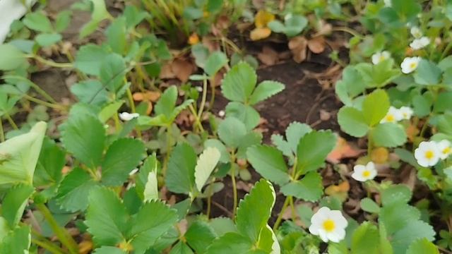 Вредители на землянике садовой. Меры борьбы