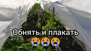 Заморозки убили урожай! Хоть волком вой Печальные последствия в огороде.
