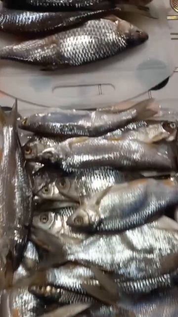 #рыбалка в России весной. смотреть онлайн