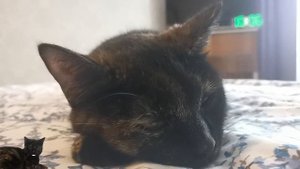 Скучают ли кошки по хозяевам?