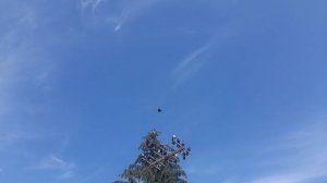 Николаевские голуби 29.05.25 г