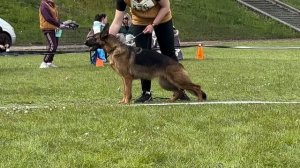 8 Оч/хор РОССИЯ 2 из Фортуна Мерди №76 / КЧК+ БОРИСОВ (BY) 17 мая`25 M.Jovovic Моно немецких овчарок