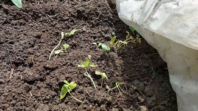 Дача после морозов Ночь борьбы с заморозками впустую прошла смотреть онлайн