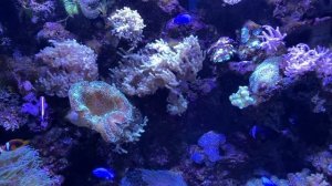 Красивые актинии в океанариуме Владивостока