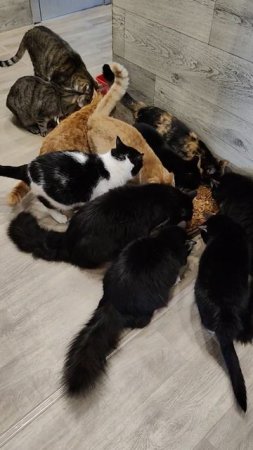 НАМ НЕЧЕГО КУШАТЬ 😢
37 ЖИЗНЕЙ 🐈
🙏🙏🙏

89114334051
Сбер / Тинькофф
🙏🙏🙏🆘