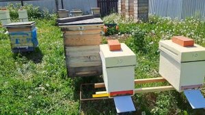 Противороевые отводки на роевые маточники и на открытый расплод (яйцо), в чём разница