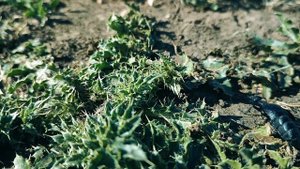 Остров Сарпинский, экспедиция по Южной части острова #