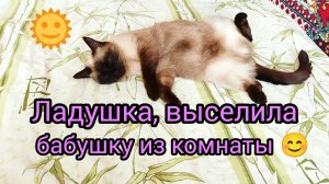 Ладушка🐱выселила😂бабушку‼️ #смешныекоты #котики #прикольные котики #кошка_Ладушка #кот