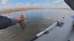 Ловля сазана и крупного карася на поплавок в зарослях камыша. Рыбалка на удочку