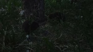 29-05-2025 Вечерние гости в саду.