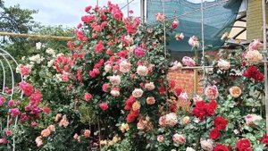 Цветение роз. Динская. 29.05.2025