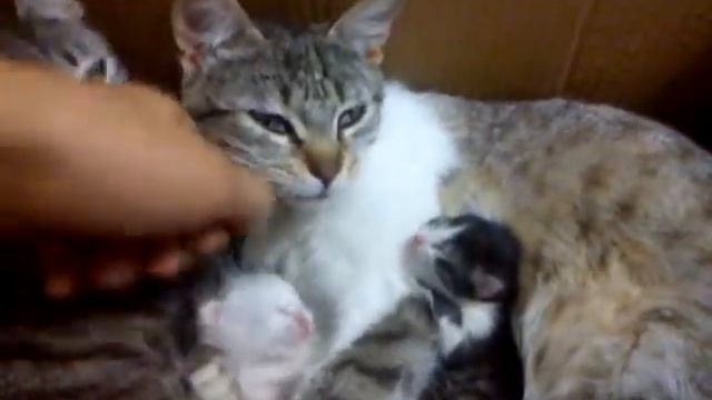 Мимимишность зашкаливает смотреть онлайн