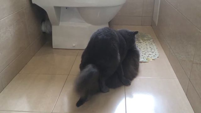 Кот Патрик вяжет кошечку №9 смотреть онлайн