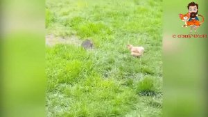 Приколы с котами! Самая смешная озвучка животных 2022! ДО СЛЕЗ!