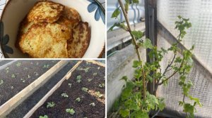 Вкусные драники // Новый кран // Дачные дела