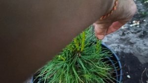 Украшение сада бесплатно 💁🌲