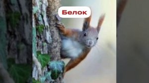 Вам нужно... Бе"лок? Белок!