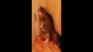 кошка стоя какает