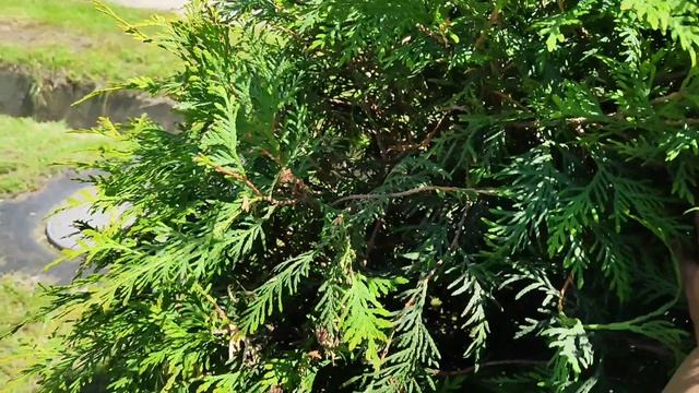 Домашний влог🔥Куриные грудки на шпажках. Дровокол. Картины маслом🥰