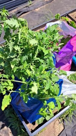 Купила томаты!🍅🍅🍅