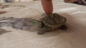 наша бестолочь