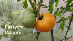 Томат Армянский желтый. Крупный, сладкий, желтый!
