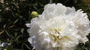 Милые дамы, это вам. (моё личное стихотворение)