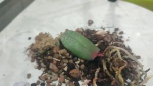 Отделение пристволовой детки орхидеи от пенька! Пересадка пенька и детки!