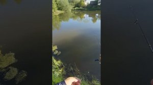 Поимки и поклёвки карасей на спиннинг. Мормышинг карася с CF Sub Zero. Немного про эстер для мормо