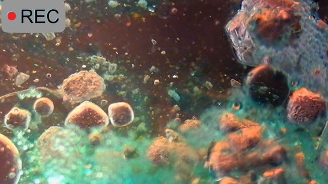 Микромир под микроскопом