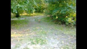 Лиса в городе. Лиса на улице. Дикие лисы в городе!