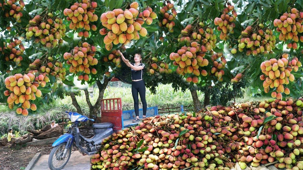 Нарвала много плодов Личи, чтобы продать на местном рынке. Вьетнамская трудяга.