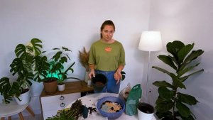 Пересадка ЗАМИОКУЛЬКАСА | Какой грунт он любит | Когда