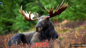 Мультфильм презентация Дикие животные и их звуки для