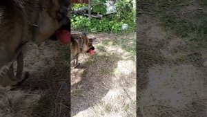 ПËС_тысячная загрузка_первая серия