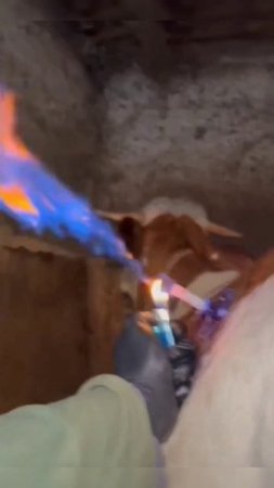 Огненная корова #корова #животные #video #shortvideo #shorts #memes #мем #наука #треш #наука