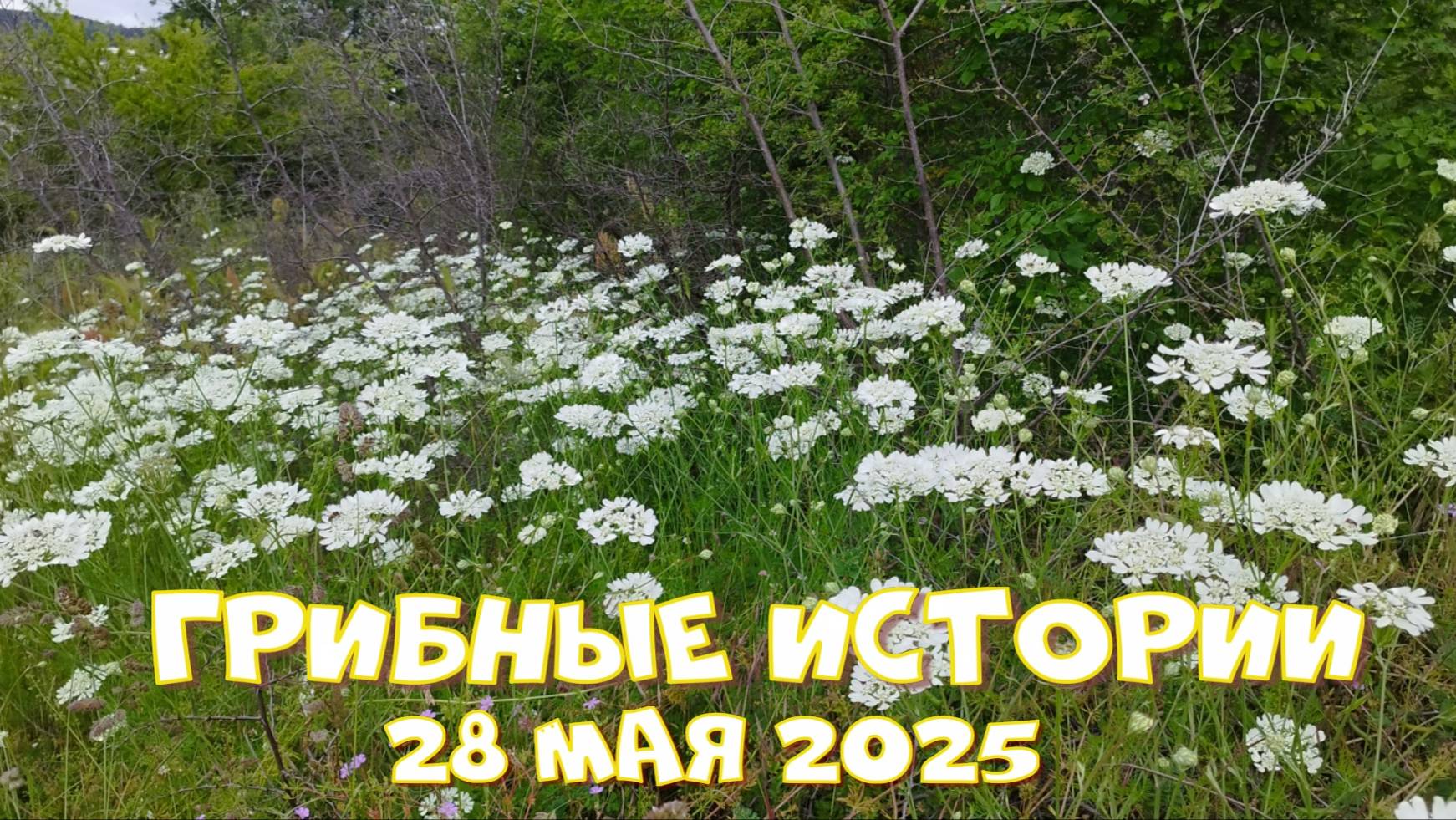 Грибные истории, 28.05.2025