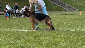 3 Оч/хор Mine Fire Hund JULIANA №72 / КЧК+ БОРИСОВ (BY) 17 мая`25 M.Jovovic Моно немецких овчарок