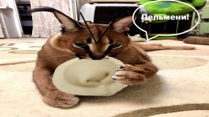 5 ночей со Шлёпкой 3 (#1)