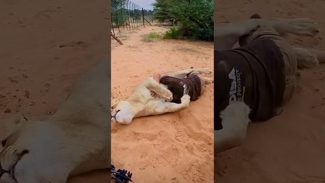 Кошка встретила своего человека