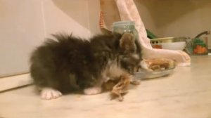 Пушистый шпион 2018